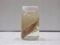 藏品(斑翅鮋)的圖片